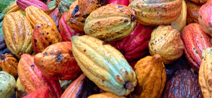 ¿Conoces beneficios del cacao?
