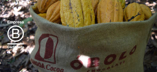 Semillas de cacao natural - obolo empresa B certificada