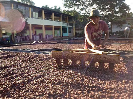 Secado al sol - ÓBOLO Chocolate - Proceso de elaboración del Cacao