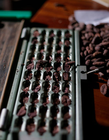 Selección - ÓBOLO Chocolate - Proceso de elaboración del cacao