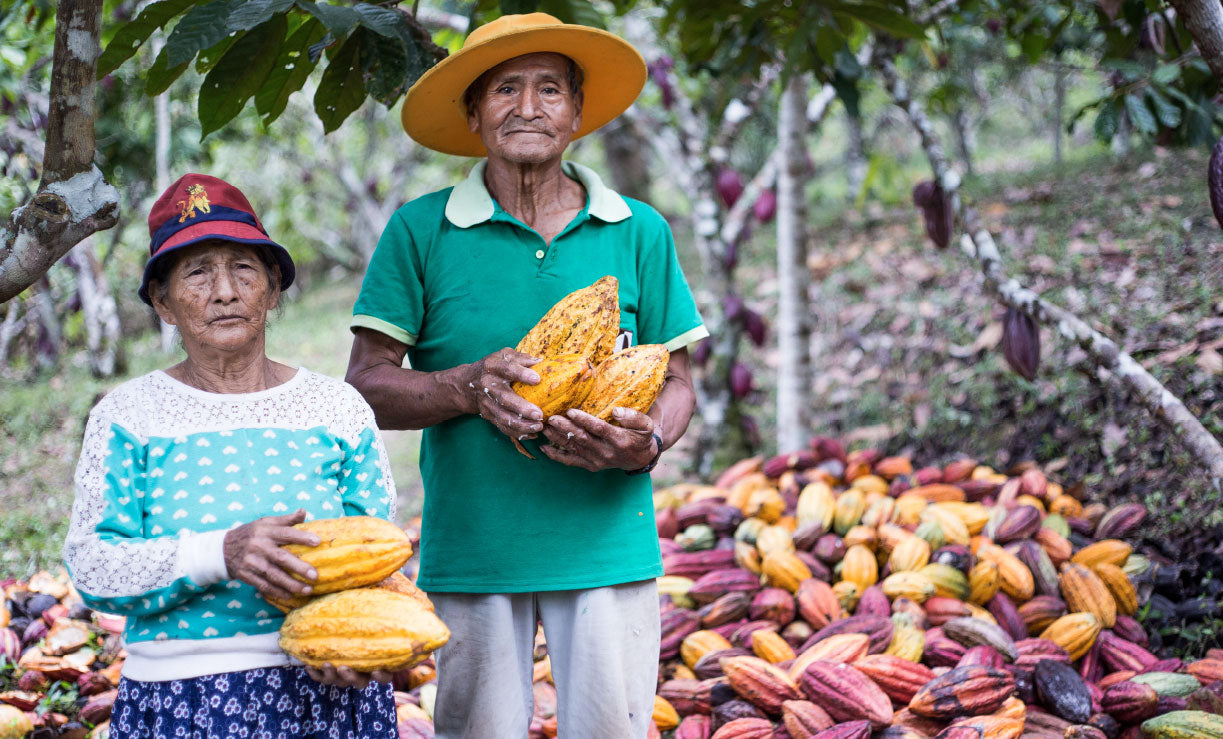Abastecimiento - ÓBOLO Chocolate - Agricultores de Cacao en Amazonas