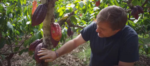 Mark Gerrits, CEO y fundandor de ÓBOLO junto a árbol de cacao en pangoa, perú