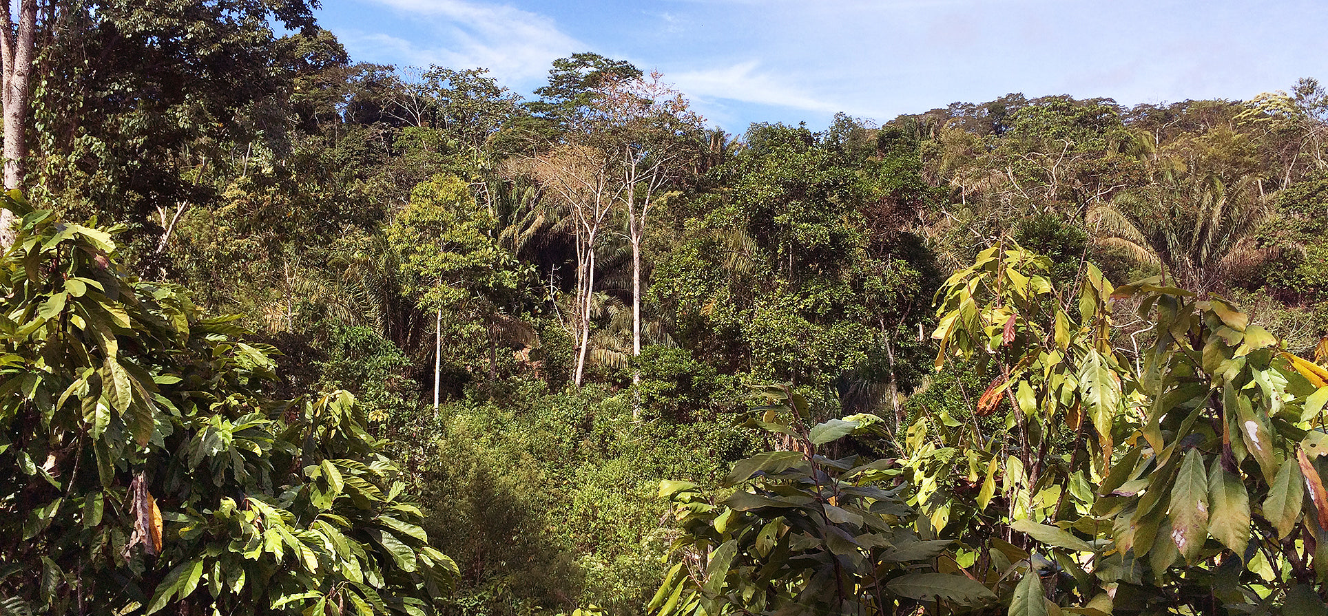 Cacao y biodiversidad: mirando detrás del chocolate