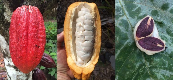 Anatomía del Cacao