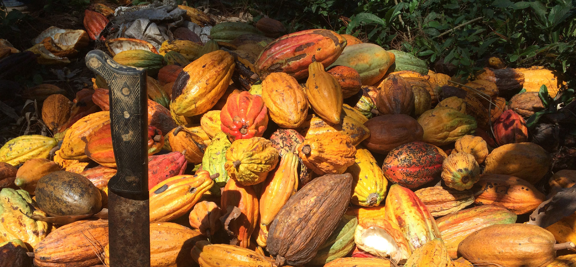 Chocolate y cambio climático: la relación insospechada