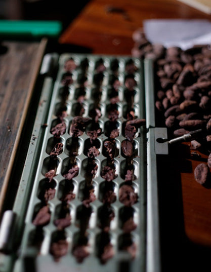 Selección - ÓBOLO Chocolate - Proceso de elaboración del cacao