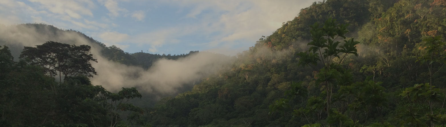 Manifiesto obolo chocolate - Imagen de la Selva Amazónica Perú